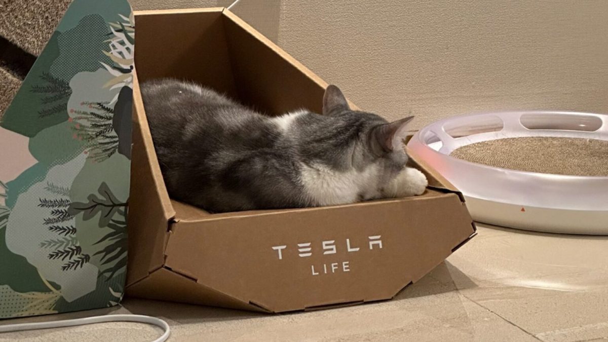 Panier pour chat Tesla Cybertruck // Source : Twitter