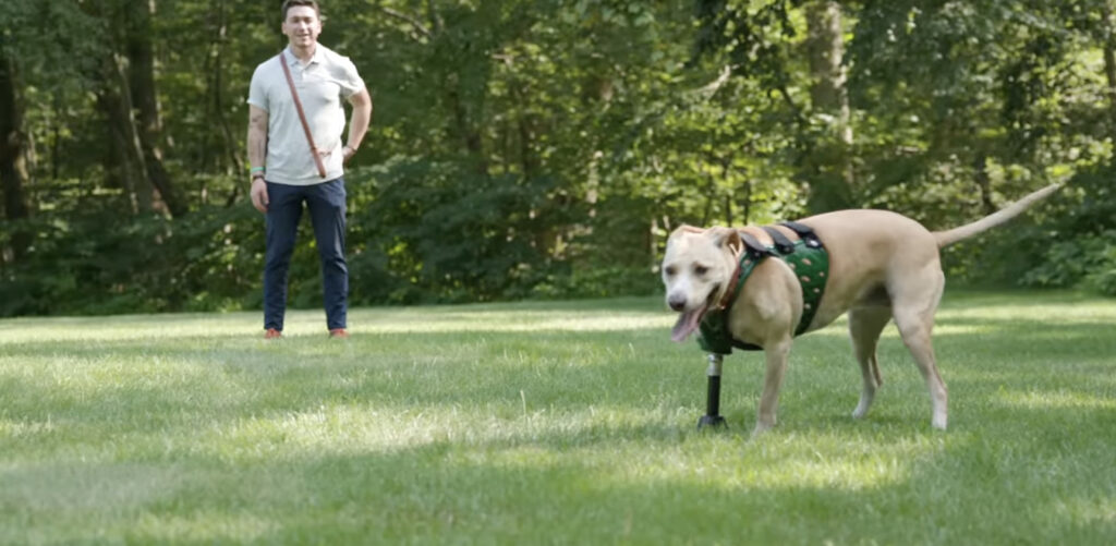 Les chiens mettent du temps à faire confiance à leur prothèse, mais finissent par retrouver leurs habitudes.