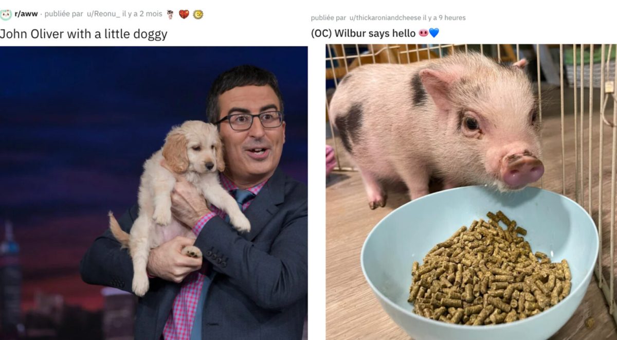 De John Oliver avec des animaux mignons aux animaux mignons sans John Oliver, il n'y a qu'un pas. // Source : Reddit. Montage Numerama avec Canva.