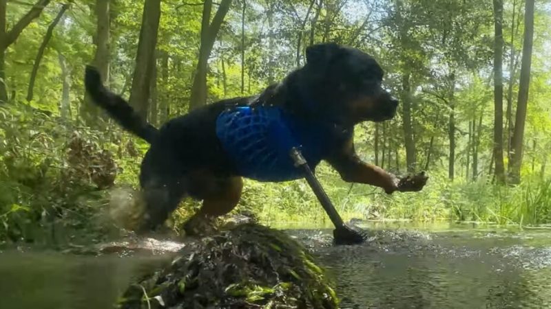 Cette prothèse pour chien a été fabriquée avec un iPhone et une imprimante 3D