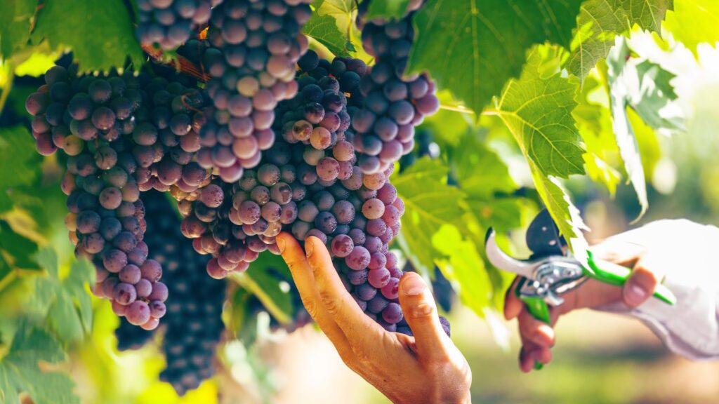 Les vignes risquent des brûlures, en cas de fortes chleurs. // Source : Canva