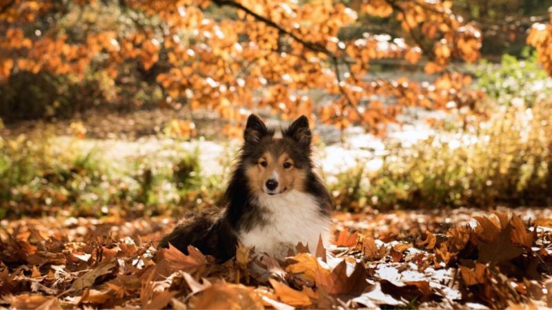 Pourquoi l’équinoxe d’automne tombe-t-il le 22 septembre cette année ?