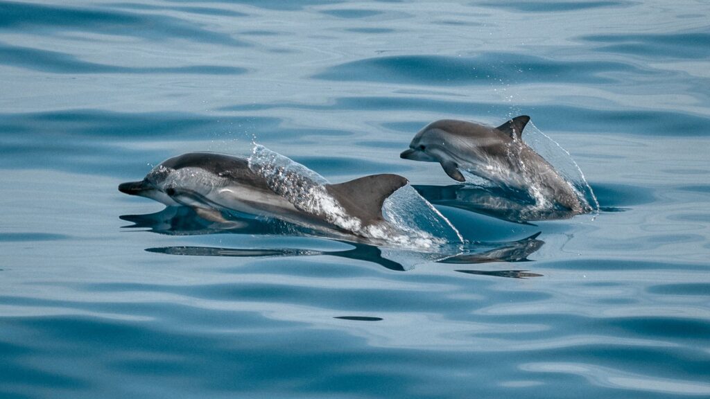 Des dauphins // Source : Canva