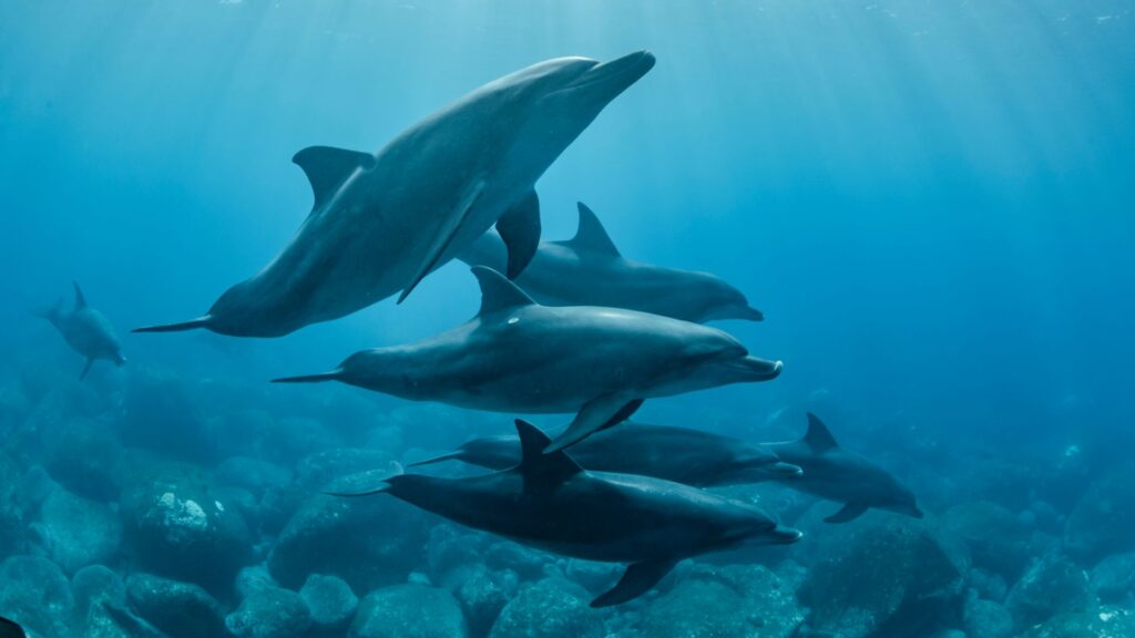 Beaucoup de dauhpins, tués par ces méthodes de pêche, meurent en s'échouant de manière invisible, au fond de l'eau. // Source : Canva