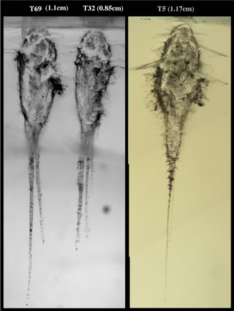 Grains de comète récupérés par la mission Stardust de la NASA