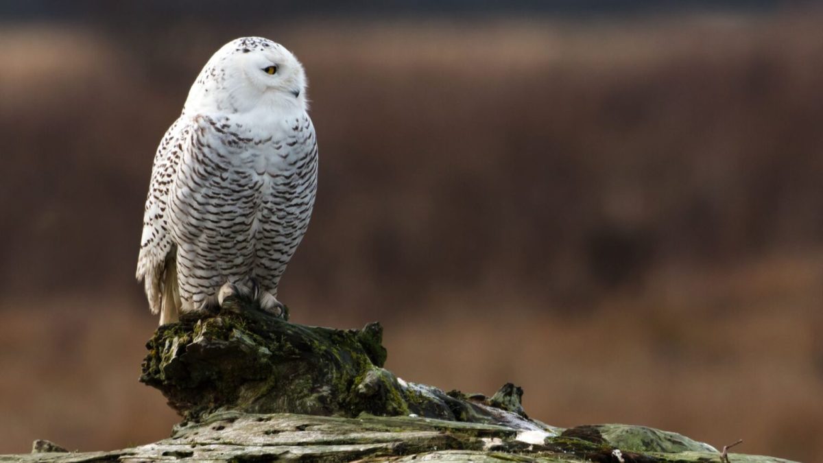 Un harfang des neiges, espèce menacée. // Source : Canva