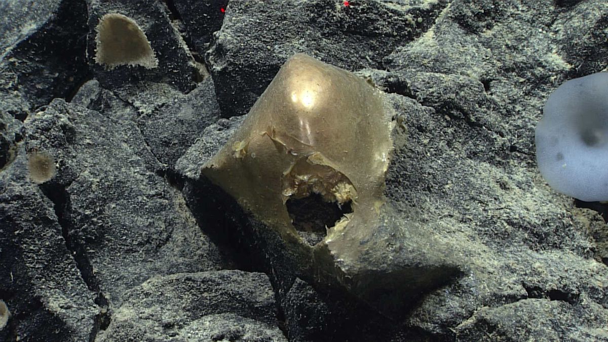 L'oeuf doré découvert en Alaska. // Source : NOAA Ocean Exploration, Seascape Alaska