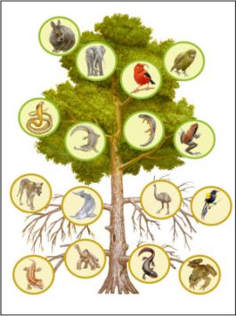 Représentation de l'« l'arbre de la vie » dans l'étude, pour illustrer l'implication de l'extinction de certaines branches.  // Source : PNAS/sept2023/Gerardo Ceballos, Paul R. Ehrlich