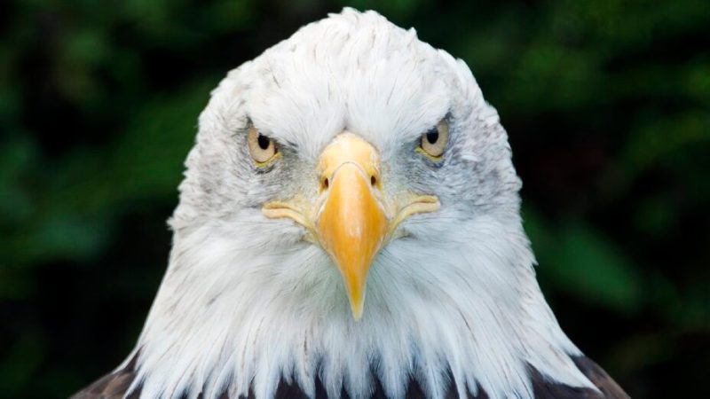Avez-vous déjà vu un drone se faire attraper au vol par un aigle ?