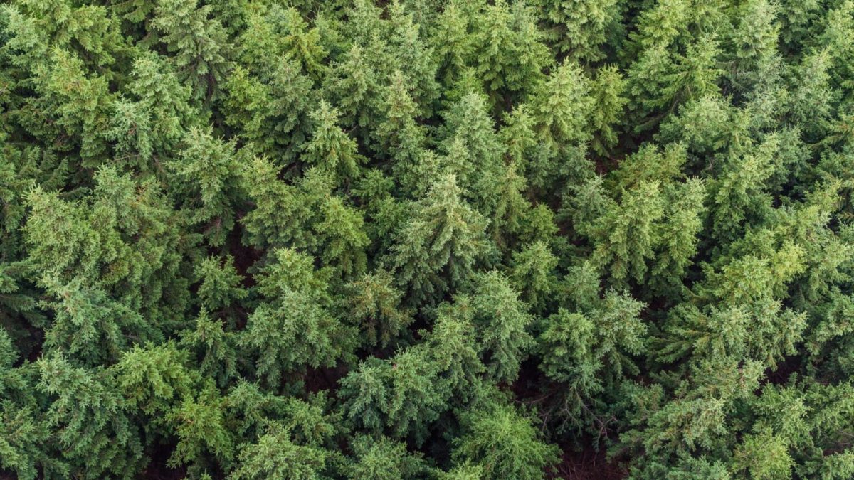 Forêt de sapins // Source : Canva