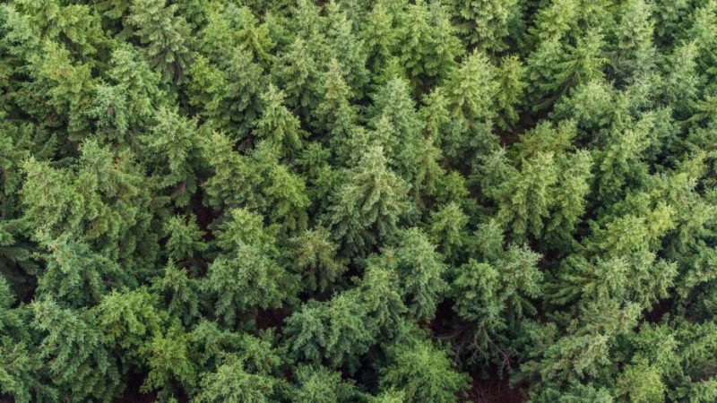 Planter des arbres après avoir réservé un billet d’avion ne sert à rien