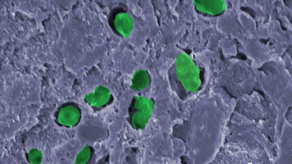 Les Chroococcidiopsis, vues au microscope. // Source : Université de Surrey