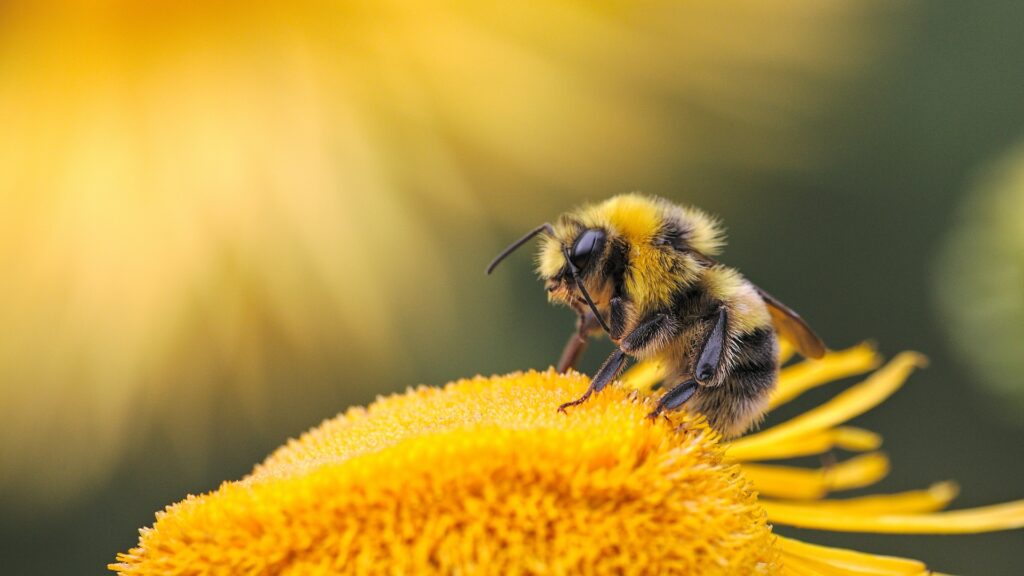 Bees are disappearing, what is the impact on biodiversity?  // Source: Dmitry Grigoriev via Unsplash