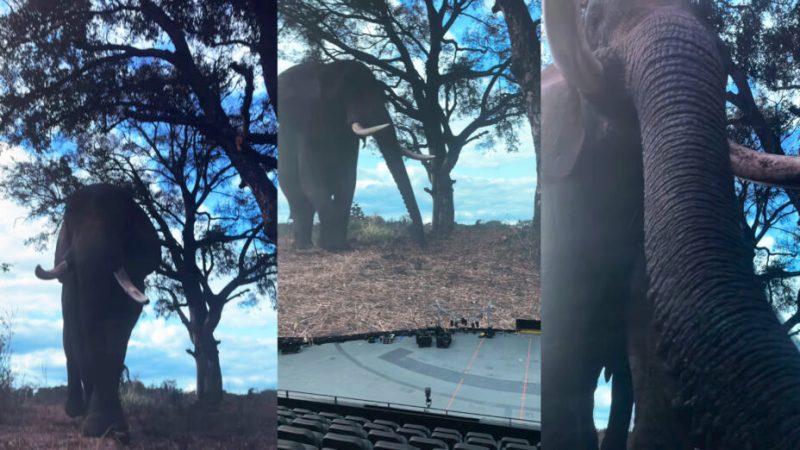 Un éléphant dans la Sphère géante : le nouveau show de Las Vegas a l’air stupéfiant