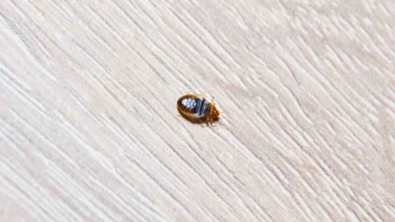 Comment éviter d’avoir des punaises de lit ? Il y a des solutions