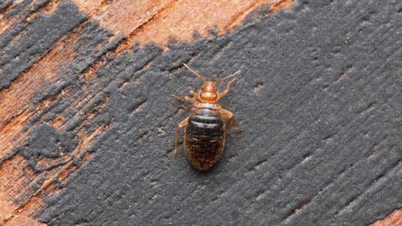 3 insectes à ne pas confondre avec les punaises de lit