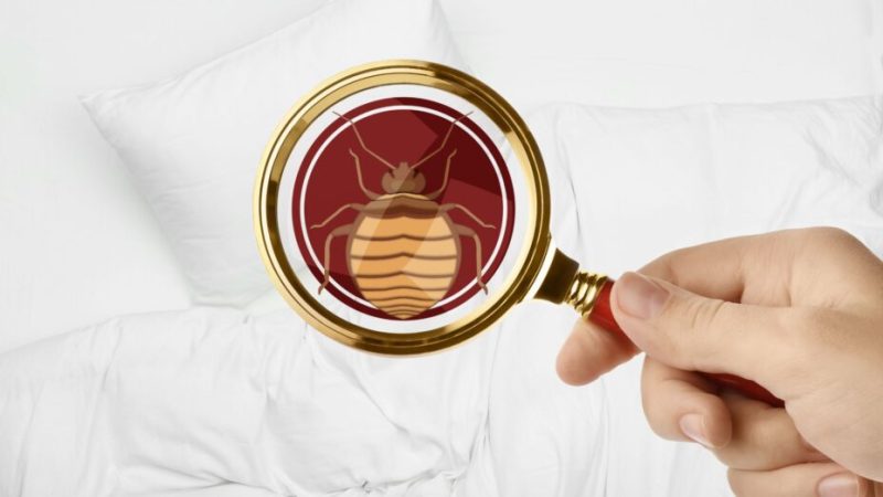 Les punaises de lit sont-elles dangereuses pour la santé ?