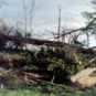 Dégâts de la tempête Martin en Dordogne, 1999. // Source : Wikimedia/CC/Traumrune (photo recadrée)