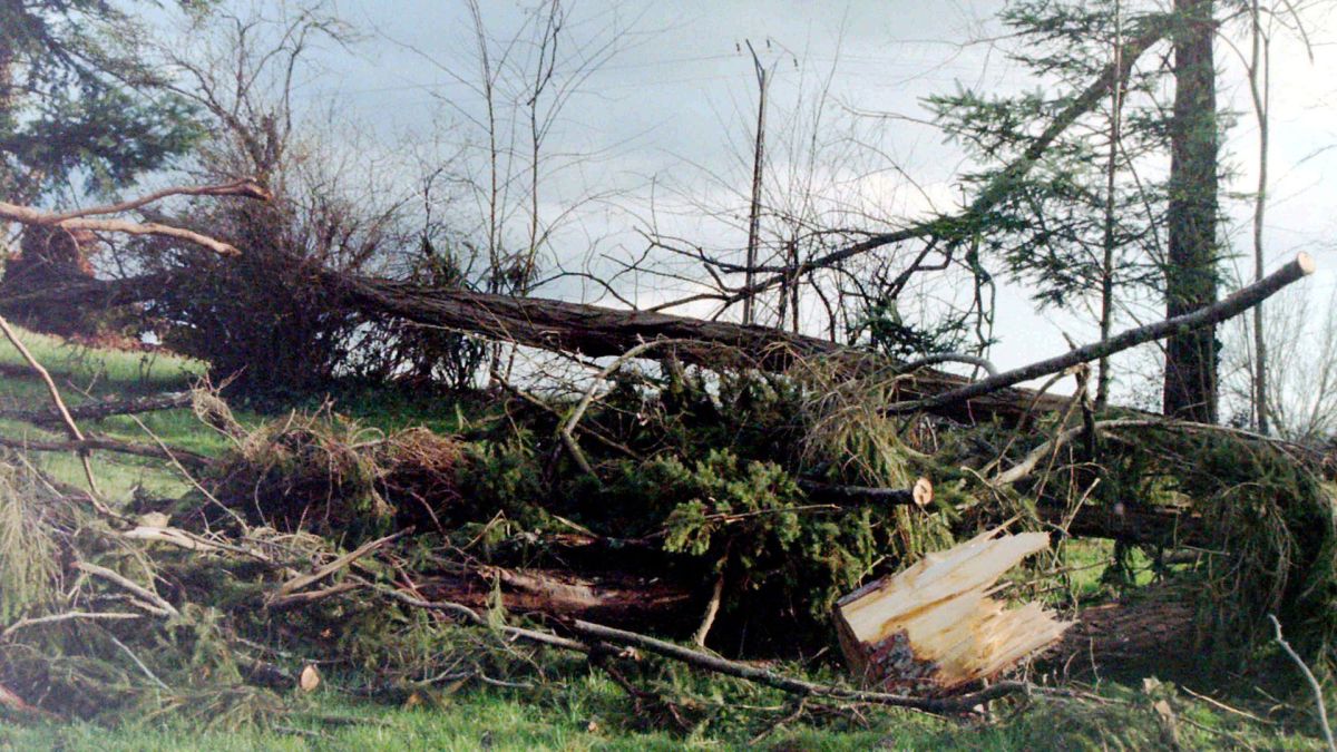 Dégâts de la tempête Martin en Dordogne, 1999. // Source : Wikimedia/CC/Traumrune (photo recadrée)