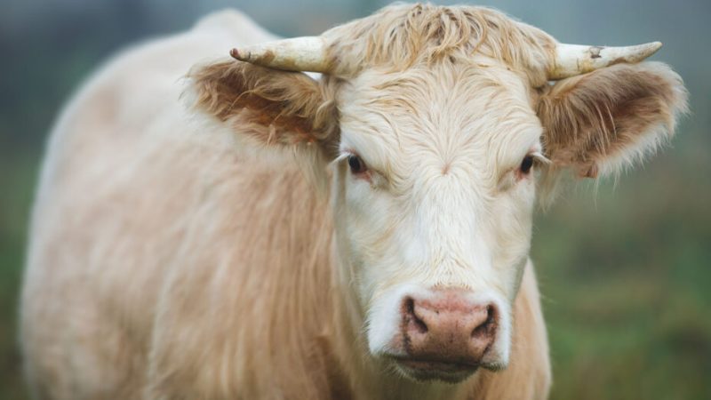 Un indice clé apparaît sur le niveau secret des vaches dans Diablo IV