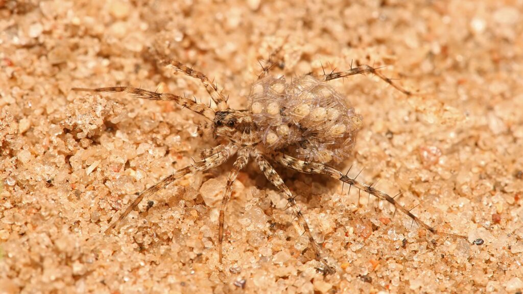 In this family of spiders, the eggs are carried in the upper abdomen.  // Source: Muhammad Mahdi Karim / Wikimedias