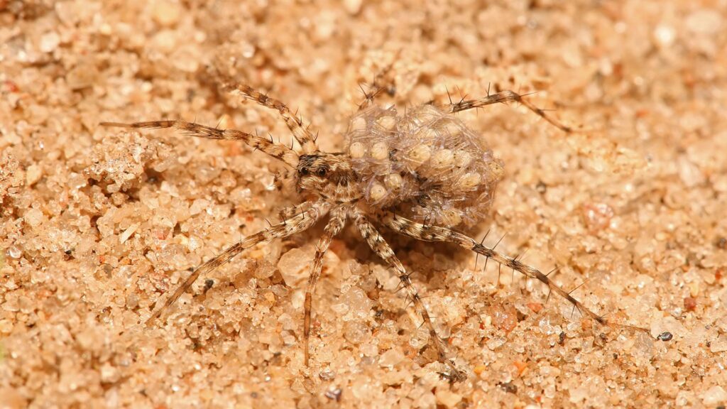 Dans cette famille d'araignées, les oeufs sont transportés en haut de l'abdomen. // Source : Muhammad Mahdi Karim / Wikimédias