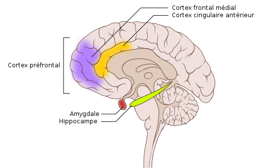 cerveau