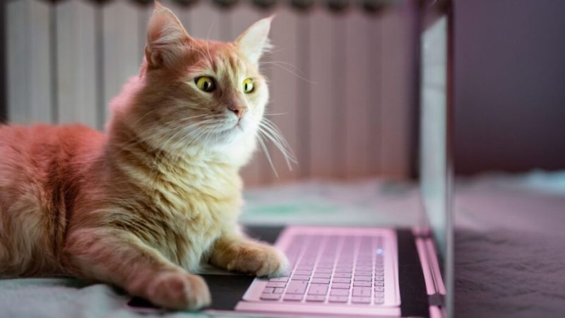 Qu’avez-vous recherché le plus sur Google en 2023 ? Du tragique et de l’IA Qu’avez-vous recherché le plus sur Google en 2023 ? Du tragique et de l’IA