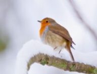 Un oiseau dans la neige. // Source : Canva