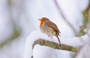 Un oiseau dans la neige. // Source : Canva