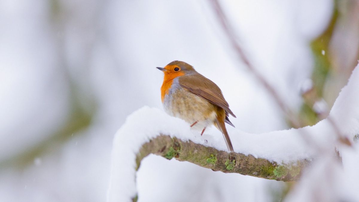 Un oiseau dans la neige. // Source : Canva