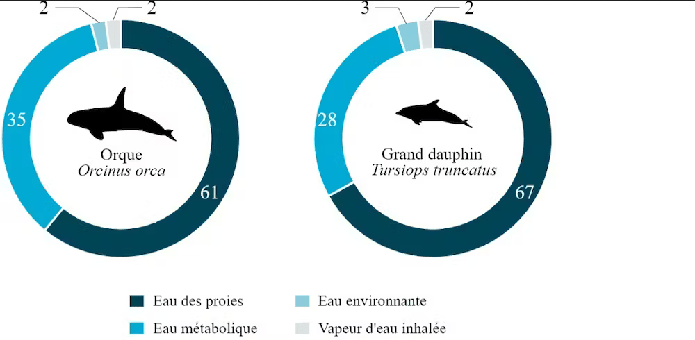Contributions relatives de chacune des sources d’eau chez les orques et les grands dauphins