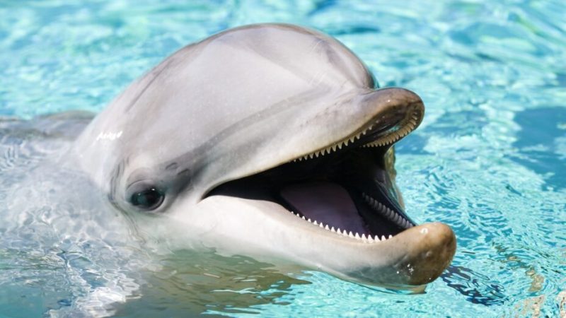 Les dauphins mangent des poissons pour boire. Oui.