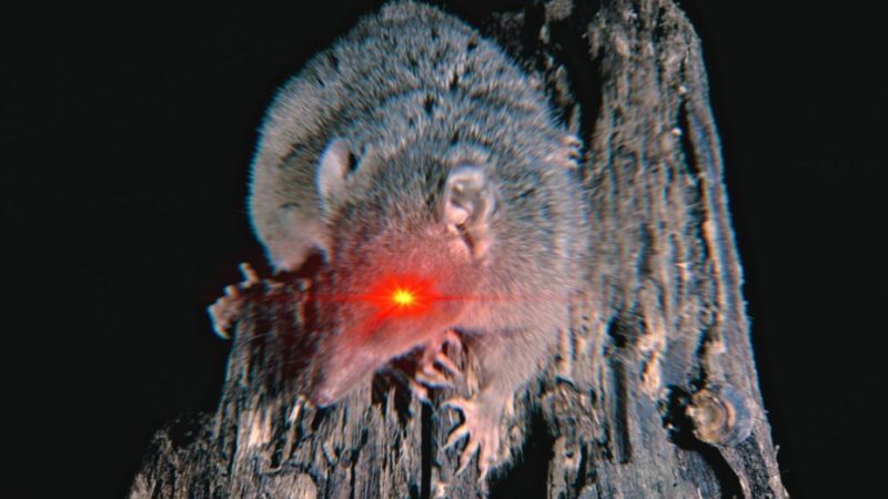 Ce marsupial sacrifie son sommeil pour se reproduire, et finit par mourir jeune