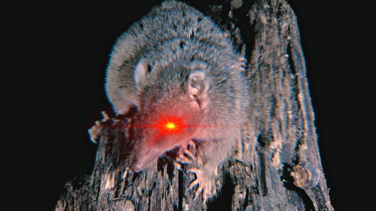 L'antechinus est un marsupial qui intrigue les chercheurs  // Source : ANT / Science