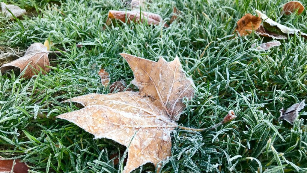 Pas de neige prévue en France durant cet épisode de froid, mais de la gelée. // Source : Canva