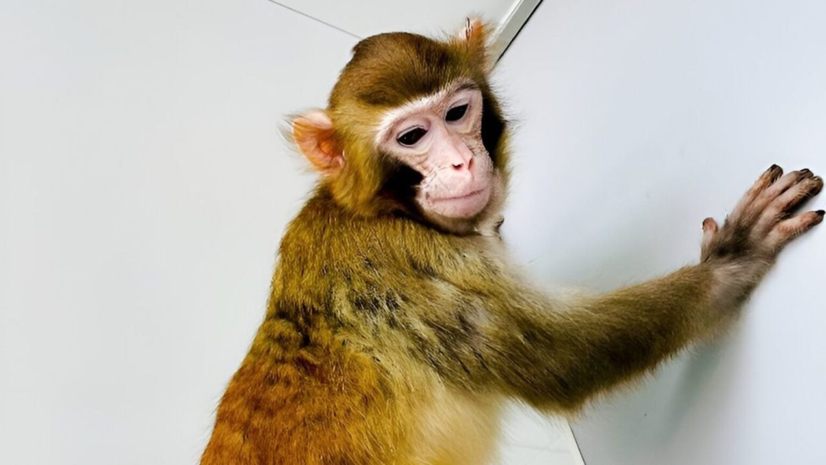 Singe rhésus cloné ayant survécu jusqu'à 2 ans. // Source : Étude dans Nature Communications