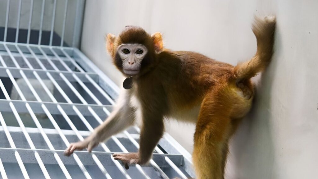 Le singe rhésus cloné. Il est encore en vie début 2024. // Source : Étude dans Nature Communications