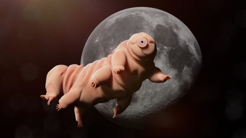 Les tardigrades sont quasi invincibles grâce à ce secret chimique