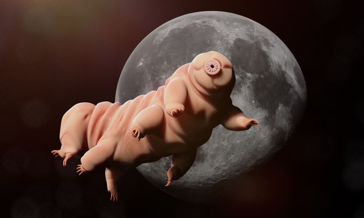 Les tardigrades survivent sur la Lune // Source : Canva