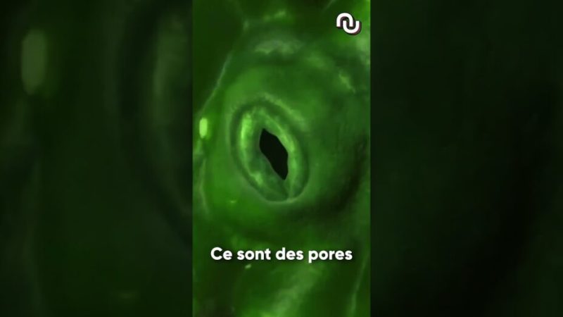Les salades spatiales sont porteuses de maladies !