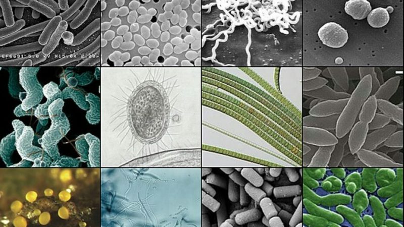 Comment fonctionnent les antibiotiques ?