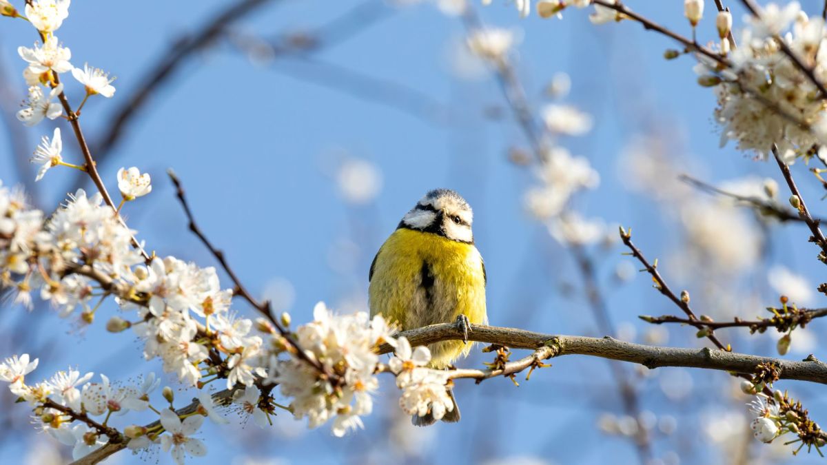 Mésange bleue. // Source : Envato