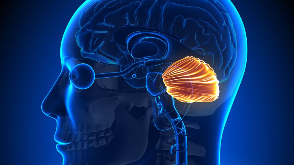 L'emplacement du cervelet, surnommé « petit cerveau » (mais qui contient en réalité une grande part de nos neurones les plus essentiels). // Source : Canva