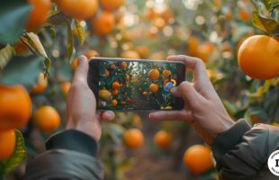 La recherche d'un mandarinier avec Google Lens. // Source : Numerama avec Midjourney