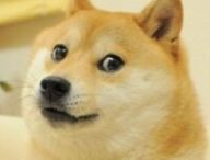 Kabosu , le chine qui a inspiré le mème Doge, est mort // Source : Know your meme 