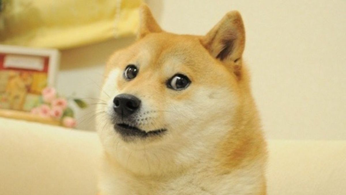 Kabosu , le chine qui a inspiré le mème Doge, est mort // Source : Know your meme 