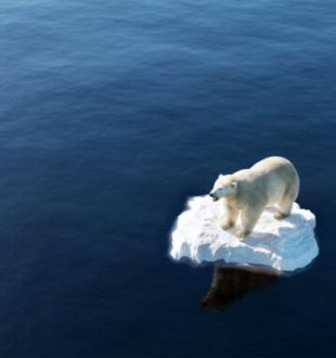 Un ours // Source : Canva Un ours // Source : Canva