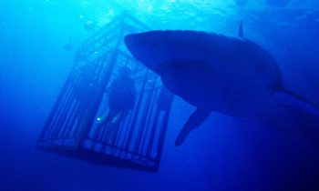 47 Meters Down // Source : Wild Side Films