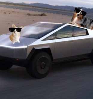 Deux chiens échappés d'un Cybertruck (photo non contractuelle) // Source : Montage (honteux) Numerama